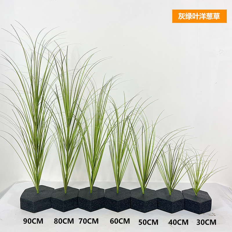 Herbe à oignon feuillue gris-vert