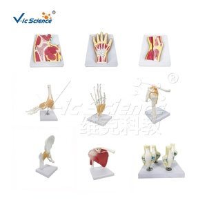 Malformation <strong>Fetuses</strong> Model Silicone <strong>Human</strong> Anatomical Model Medical Teaching Aids Model - Product Image 3