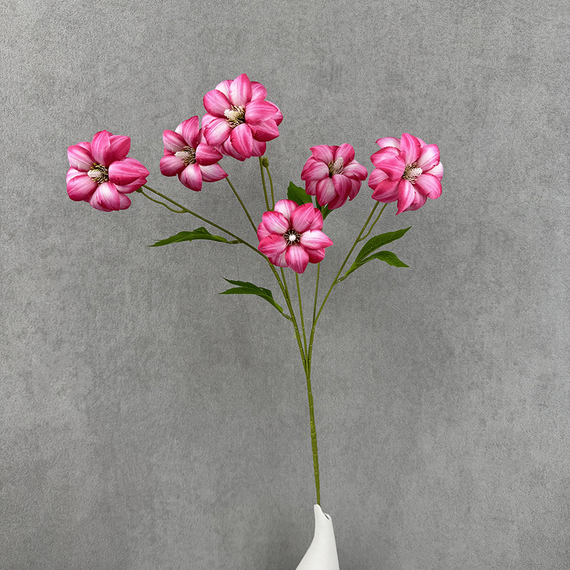 Rose garance