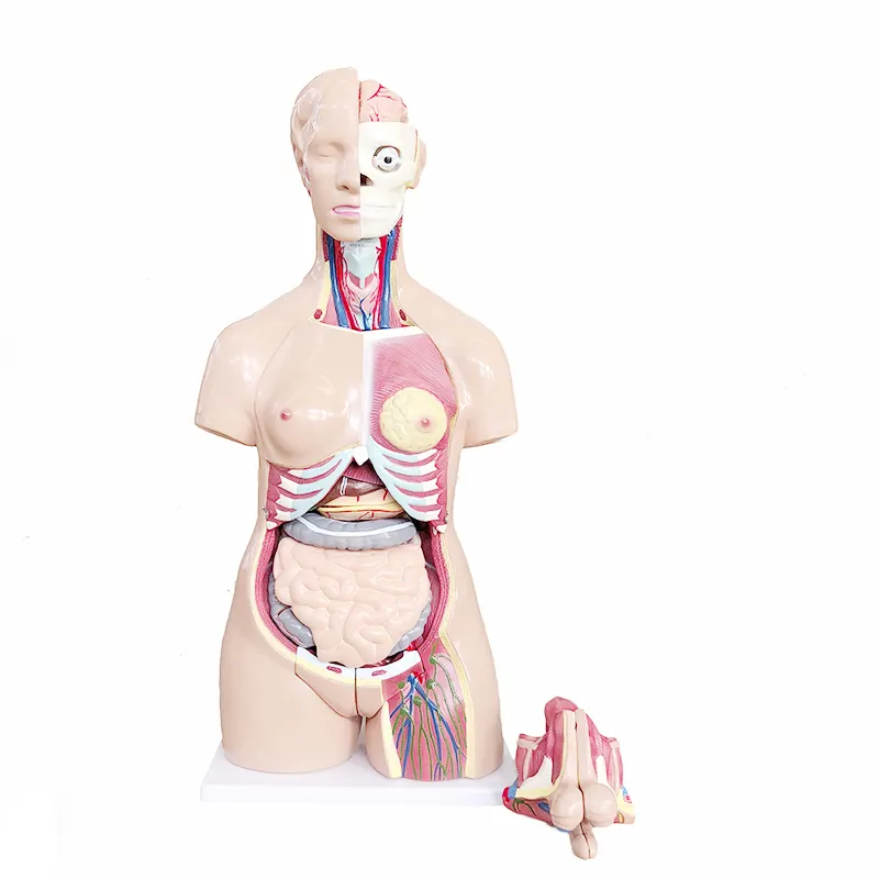 Ya/T014 Hoge Kwaliteit Anatomie 85Cm Geschikt Voor Medische School Hermafrodiet Menselijk Hoofd, Nek, Torso Model 40 Onderdelen