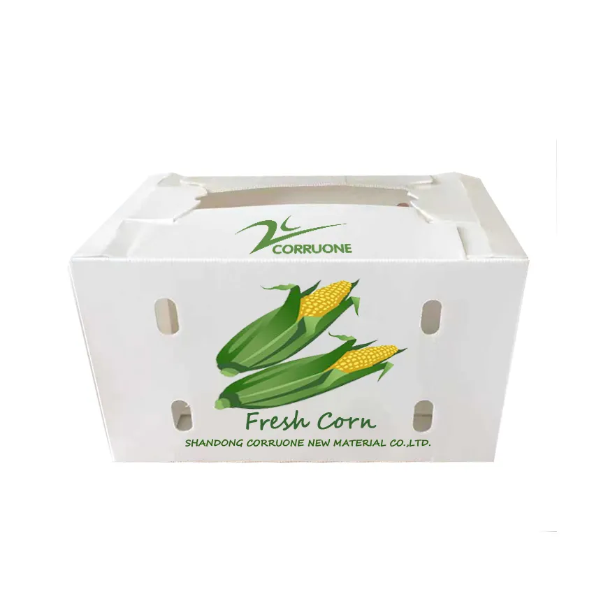 קופסת קורפלוט גלי PP פלסטיק לאריזת חקלאות ירקות ופירות טריים
