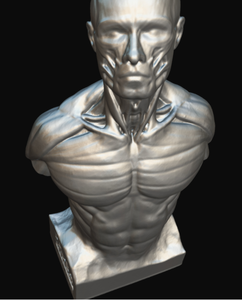 เครื่องสแกน3D Thunk3D สำหรับโมเดลกายวิภาคของมนุษย์เรซิ่นการสแกนที่แม่นยำอย่างรวดเร็วสำหรับกล้ามเนื้อและโครงกระดูก - Product Image 2