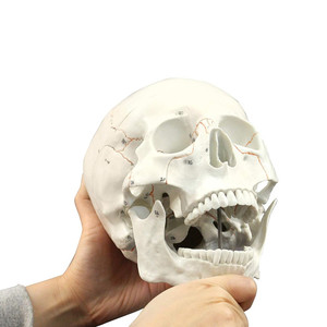 <strong>Human</strong> Skull-<strong>3</strong> Part Life Size <strong>Human</strong> Skull Hand Painted Numbering Skeleton Medical Science Anatomy Skeleton Bone Model