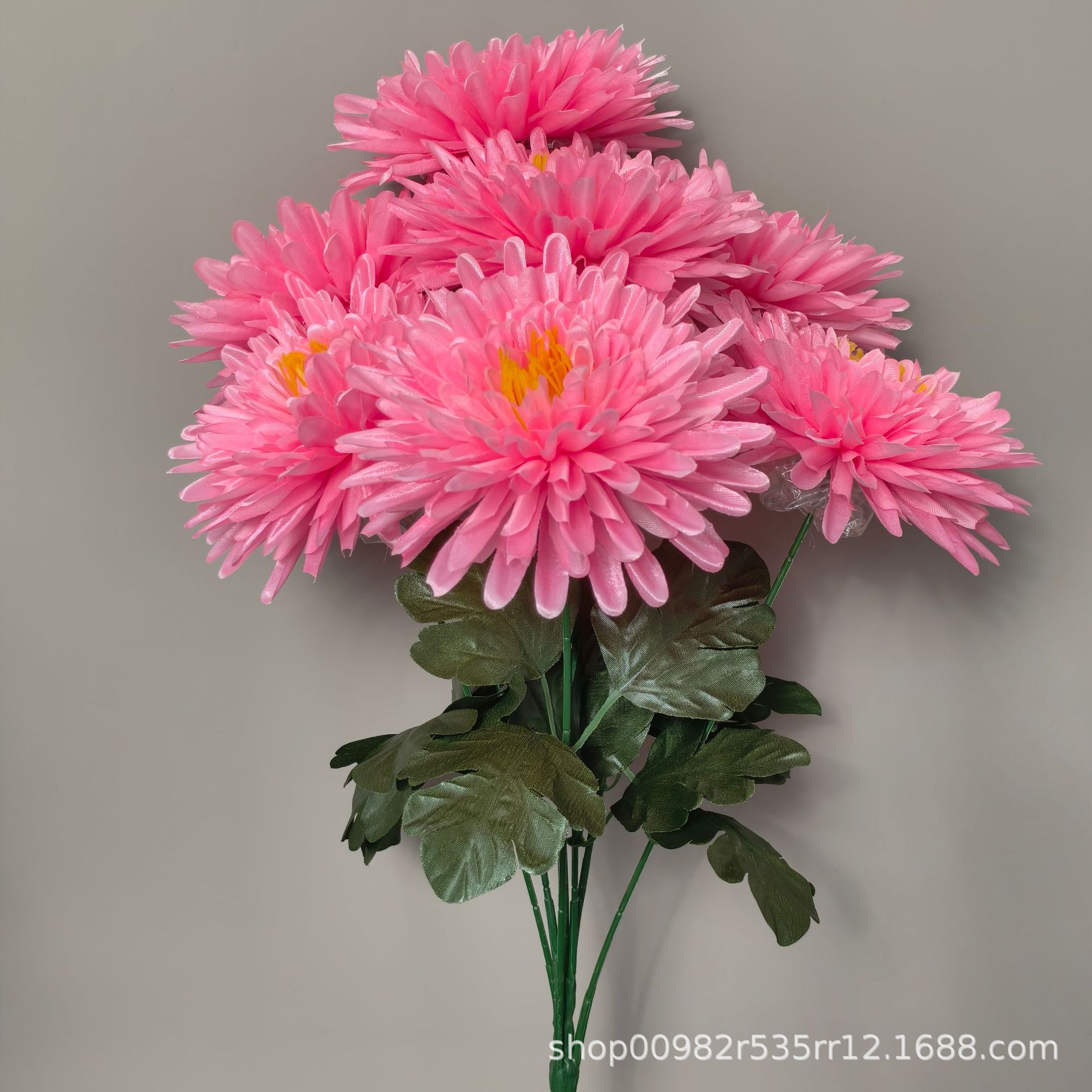 Chrysanthème à aiguilles roses