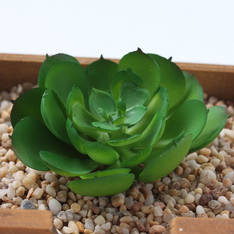 Pistache 7*3cm