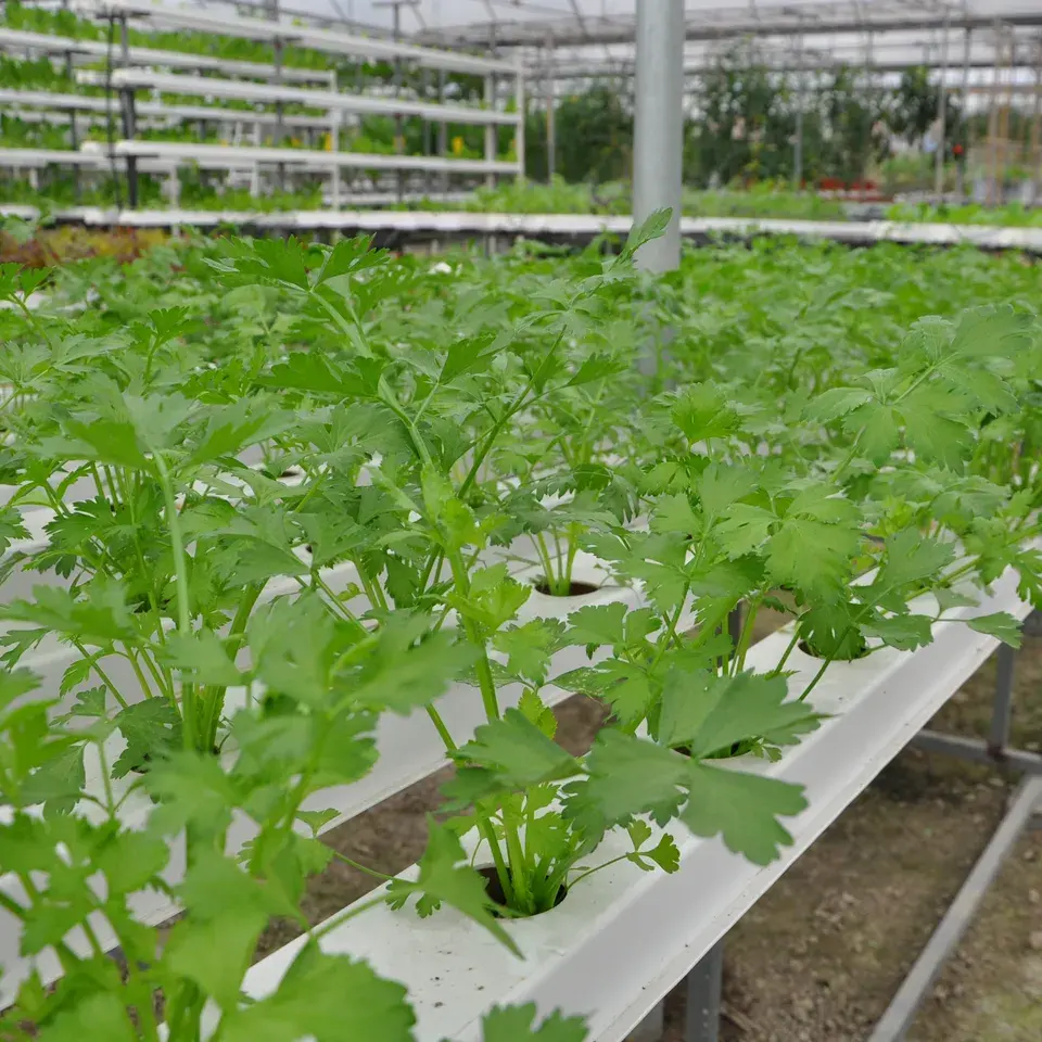Equipo hidropónico Canal de PVC para sistema de cultivo Super Farm Dome Greenhouse Frame Vertical NFT Farming