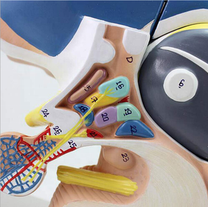 Insan plastik Diencephalon anatomik modeli öğrenme ve öğretme - Product Image 4