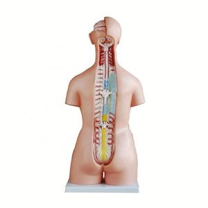 XC-208 insan Torso modeli 85CM çift seks Torso 40 parçaları - Product Image 3