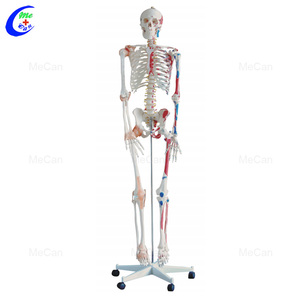 Mecan tıbbi % Model beyin İnsan eğitim bilimleri anatomisi modelleri sinirlerle çıkarılabilir iskelet modeli - Product Image 3