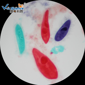 Medische Parasiet Glijbaan Schistosoom Specimen Dia Parasitologie Geprepareerde Dia 'S - Product Image 6