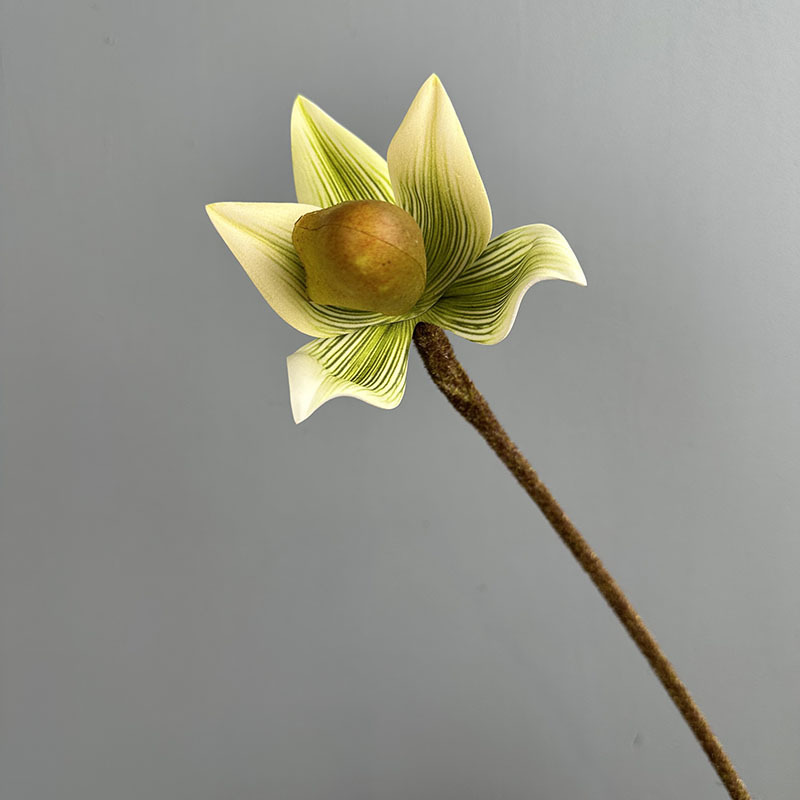 Single-stemmed paphiopedilum feizi - grass green