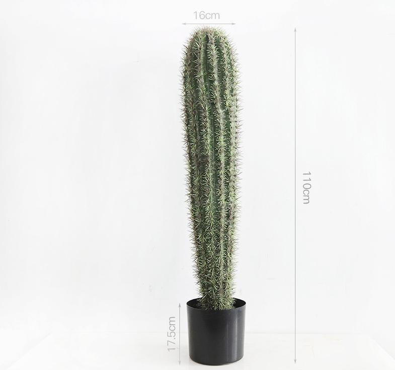 110 cm densely thorned big-headed cactus