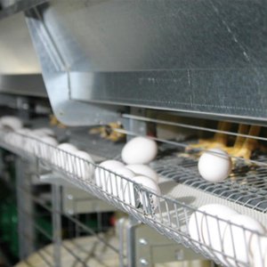 Kanatlı hayvancılık ekipmanları çözümleri otomatik H tipi yumurta tabakası Broiler kafes 25000 tavuk 1200 kuşlar pil civciv kafes - Product Image 6