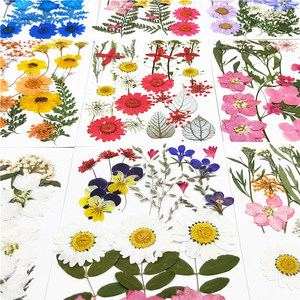 I613 Hoa Khô Ép Hoa Net Người Nổi Tiếng Khuôn Mặt Trang Trí Mắt Applition Cánh Hoa Trang Điểm Cổ Tích Trang Điểm - Product Image 2