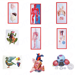 Wincom bilim anatomi modelleri kulak 3d anatomik Model tıp eğitimi İnsan orta kulak modeli - Product Image 5
