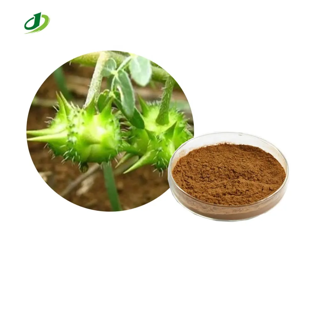 Alta Pureza 95% Saponinas Extrato Tribulus Terrestris Pó Tribulus Terrestris L P.E