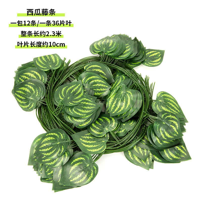 36 watermelon vines (1 pack of 12)