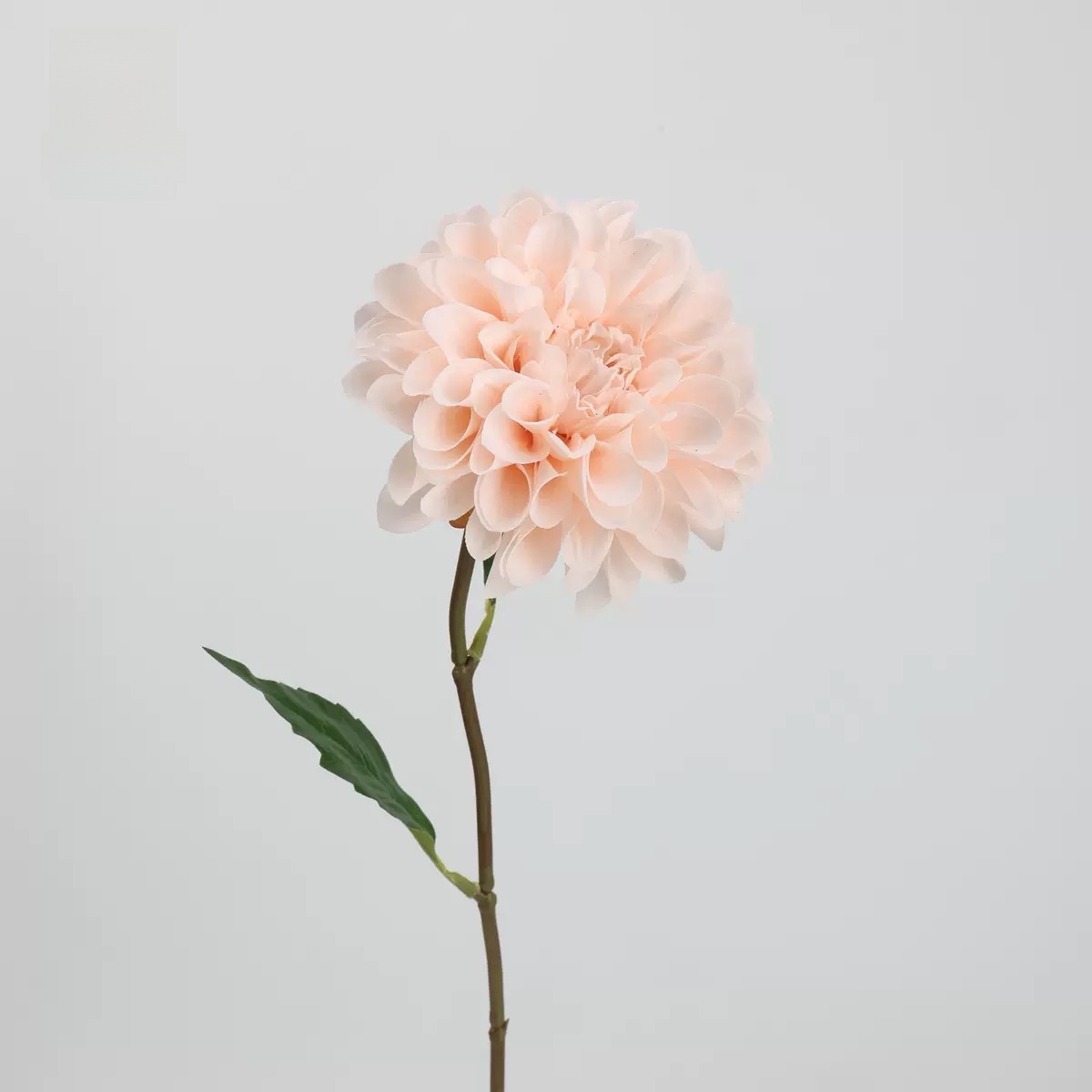 Dahlia élégant (rose champagne)