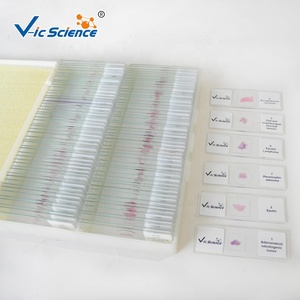 Lames d'histologie orale humaine Lames de dent d'histologie orale Ensemble de lames de microscope de pathologie humaine - Product Image 4