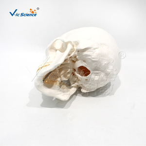 Edical eğitim modeli mankeni kafa gelişmiş anatomik için kafatası iskelet İnsan kafatası modeli kafatası modeli - Product Image 3