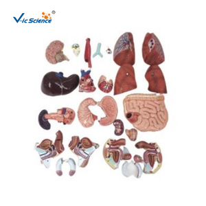 <strong>Human</strong> Anatomy Torso Model 27 Part Dual Sex Life Size Torso with Open <strong>Back</strong> - Product Image 3