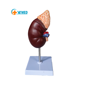 แบบจำลองการฝึกอบรมทางการแพทย์วัสดุพีวีซีคุณภาพสูง2ส่วนแบบจำลองการสอนกายวิภาคของมนุษย์ไตพร้อมโลโก้ดิจิตอล - Product Image 1