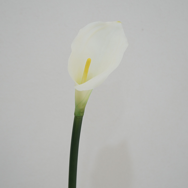 Single small calla lily-white