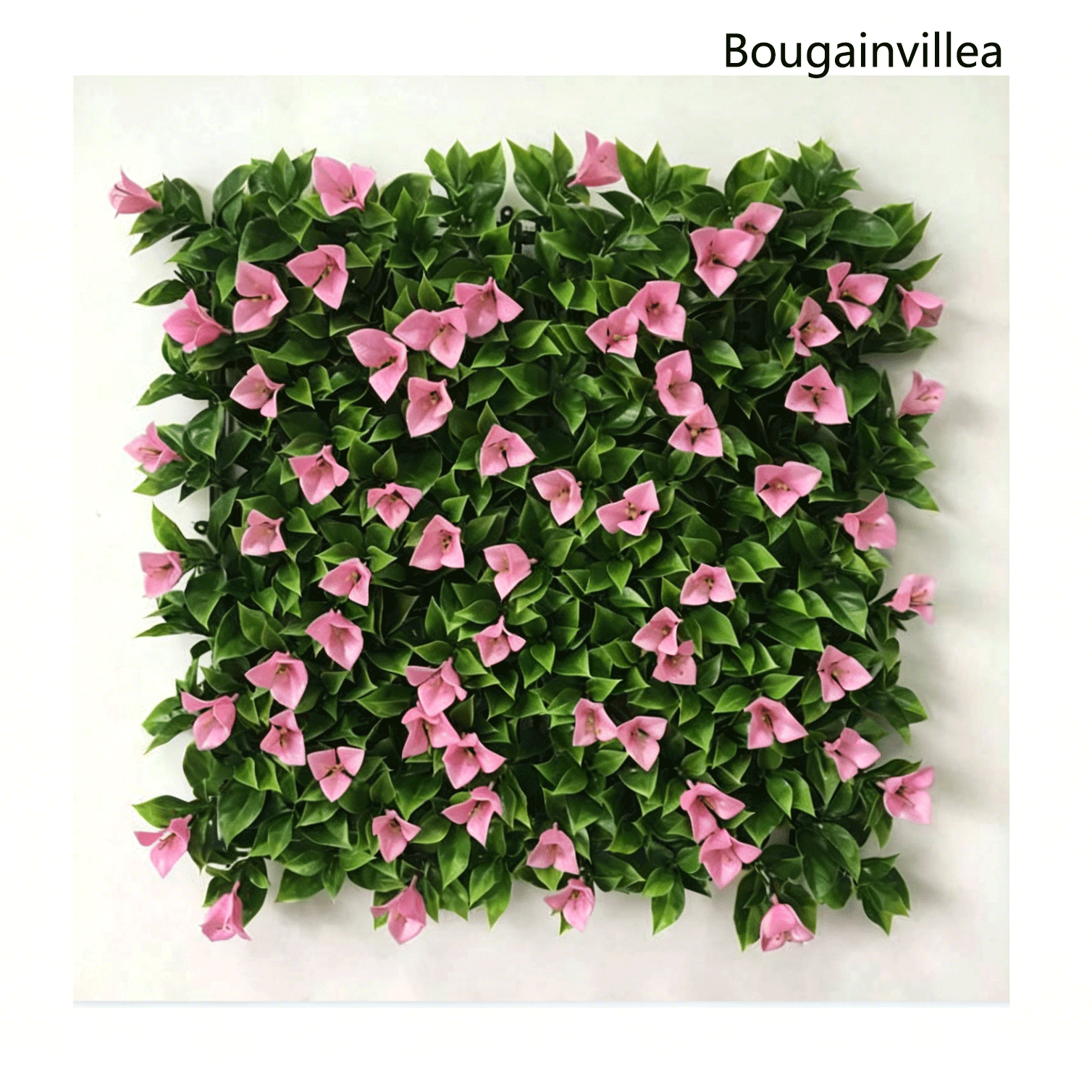 Bougainvillier rose