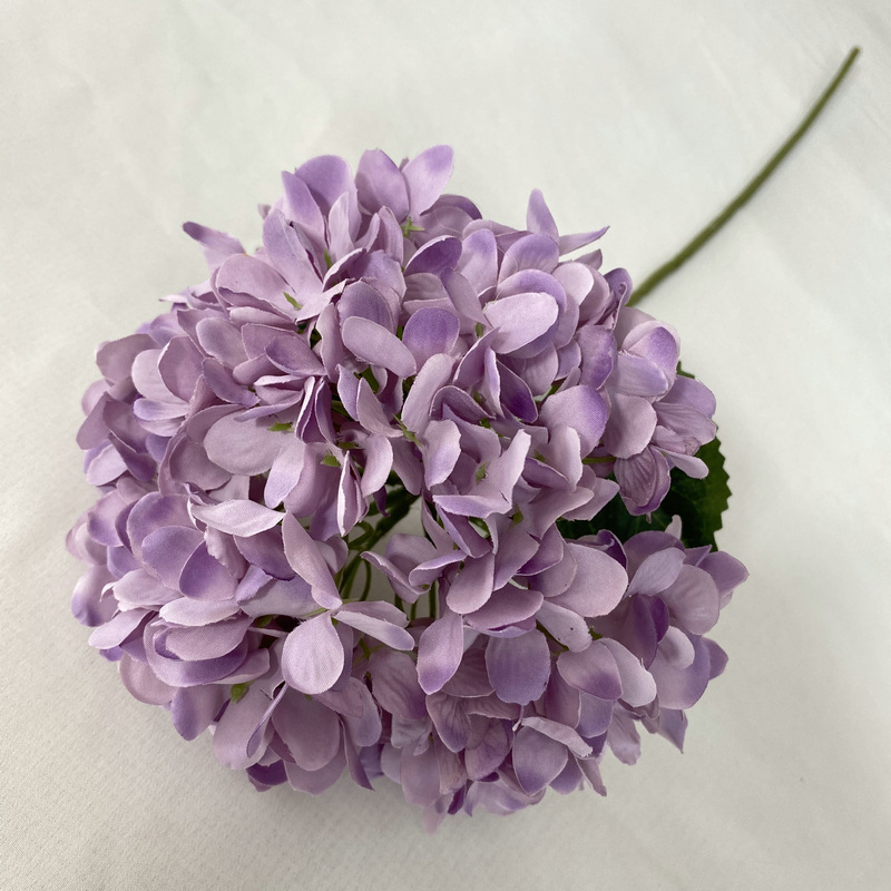Pourpre