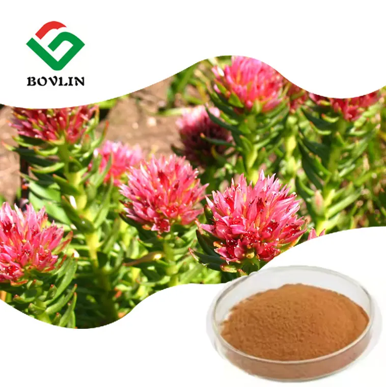 Saúde Rhodiola Roses Extract 3% Salidroside Powder Solúvel em água Rhodiola Rosea Root Extract