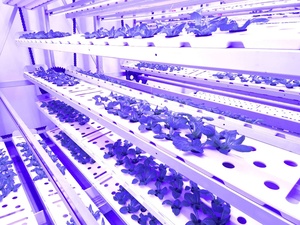 Sistema di controllo automatico idroponico lattuga microgreen con integratore coltiva sistema di illuminazione automatizzato impianto fabbrica contenitore farm - Product Image 4