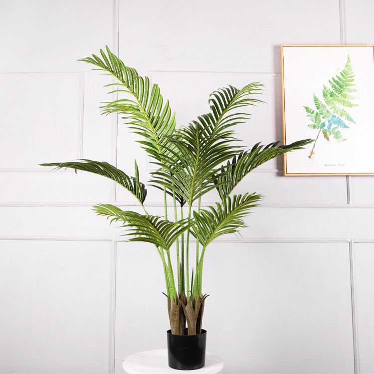 Palmier 'Wealthy Palm' de 1,3 mètre de haut