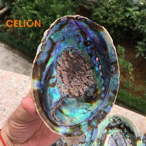 CELION Factory Wholesale Australian Large 5 Inch Abalone <strong>Shells</strong> for Smudge - Product Image 3