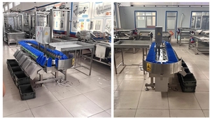 Fruit <strong>and</strong> Vegetable Weighing <strong>and</strong> <strong>Sorting</strong> <strong>Machine</strong> - Product Image 2