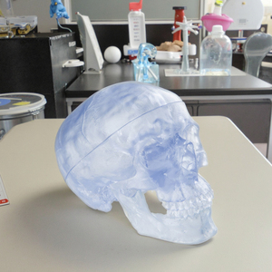 <strong>3</strong> Part Translucent <strong>Human</strong> Skull Model Transparent <strong>Human</strong> Life Size
