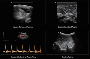 <span class=keywords><strong>Mindray</strong></span> Vetus EQ Melhor Marca Horse Farm Digital Alta Qualidade Color Doppler Portátil Imagem Portátil Animal Ultrasound Scanner - Product Image 6