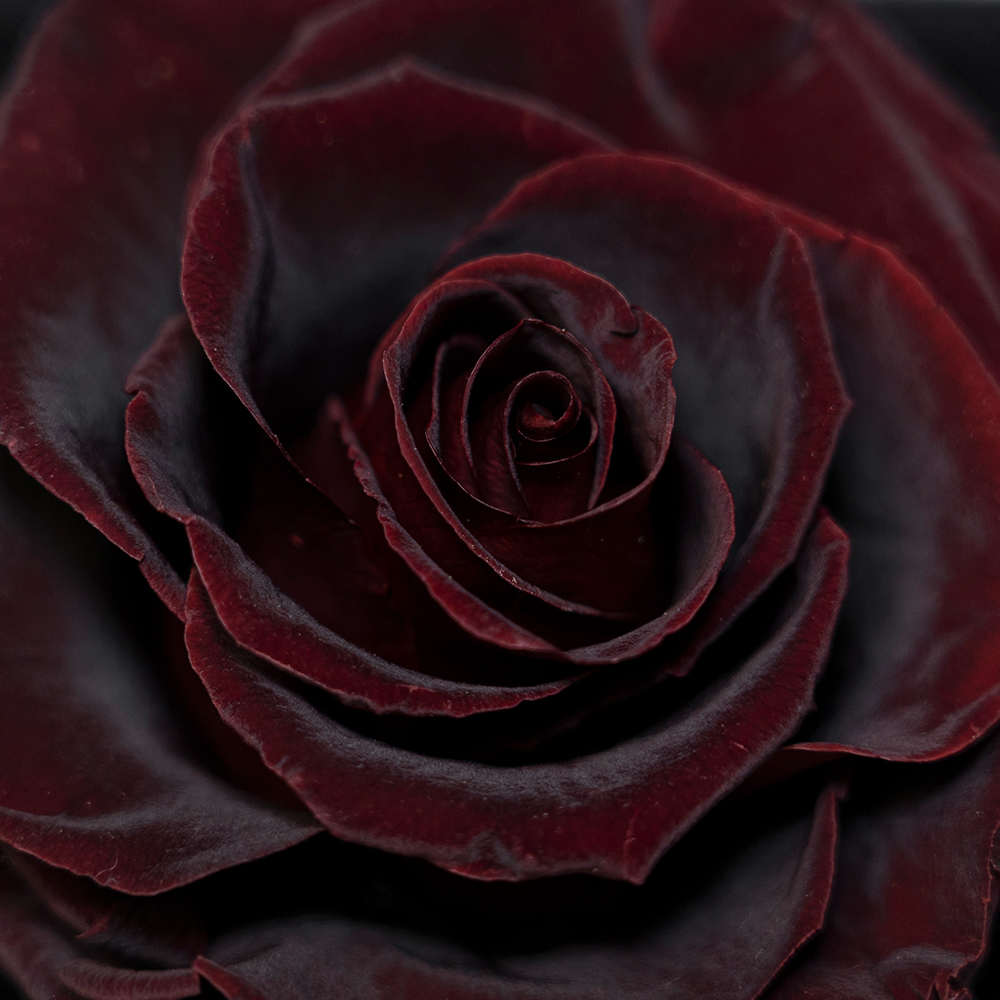 Rouge Gagner