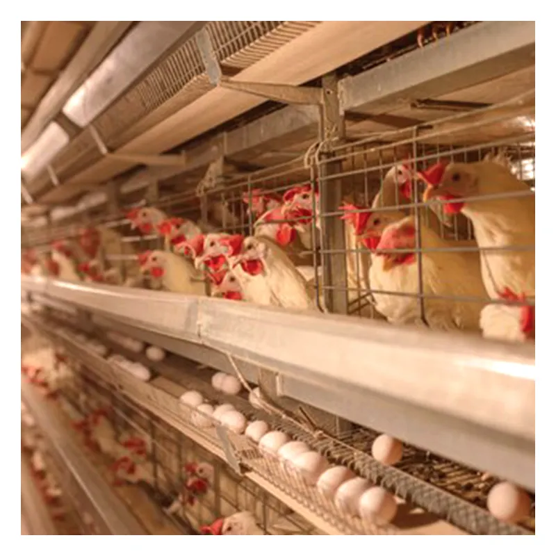 Équipement d'élevage intégré TCA Cages pour poulets de chair de volaille de type H entièrement automatisées avec machines de traitement des aliments pour animaux