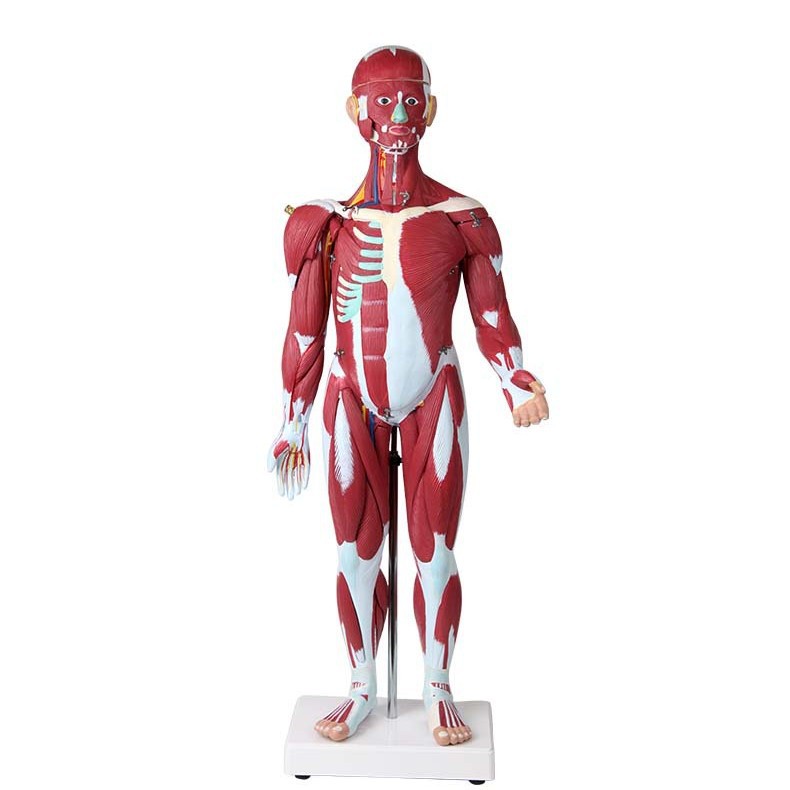 QH 3324-7 Modèle de muscle humain, 30 pièces (85 cm de hauteur)