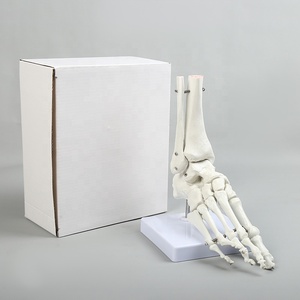 <strong>Human</strong> Bone Model Hand Bone Foot Bone Model Hospital Medical Educational Model - Product Image 5