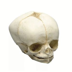 Kyrenmed mô hình sọ thai nhi Mô hình giải phẫu sọ y tế thai nhi <span class=keywords><strong>40</strong></span> Tuần Mô Hình Bộ Xương modelo de craneo thai nhi - Product Image 3