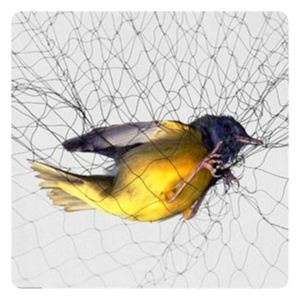 Caccia prezzi rete invisibile trappola da pesca reti agricole Nylon Anti rete per uccelli - Product Image 1