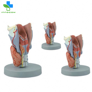 Medical Science <strong>Larynx</strong> Model 5 Parts PVC <strong>Larynx</strong> Anatomical Model Human Magnified <strong>Larynx</strong> Anatomy Model - Product Image 2