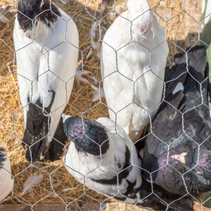 Galvanized <strong>Hexagonal</strong> <strong>Wire</strong> <strong>Mesh</strong> for Fence Farm Chicken <strong>Mesh</strong> Net <strong>Hexagonal</strong> Poultry Netting