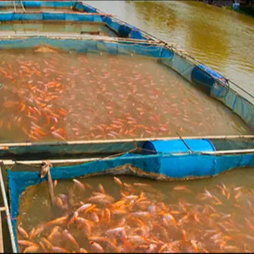 Cage flottante pour poissons de mer, filet HDPE pe pour cage de pêche ronde et carrée