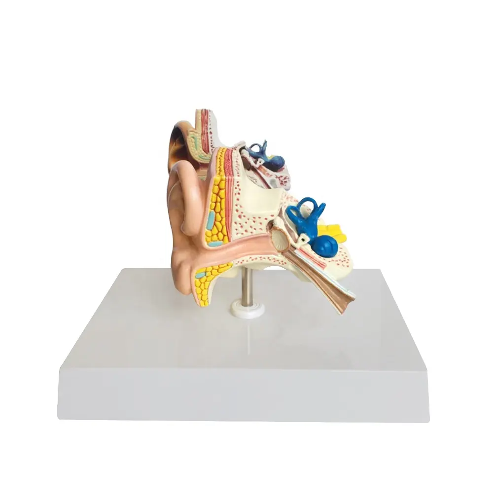 FRESTEDU tıp bilimi modeli küçük kulak anatomisi modeli öğretim kaynakları yüksek kaliteli insan anatomik modeli