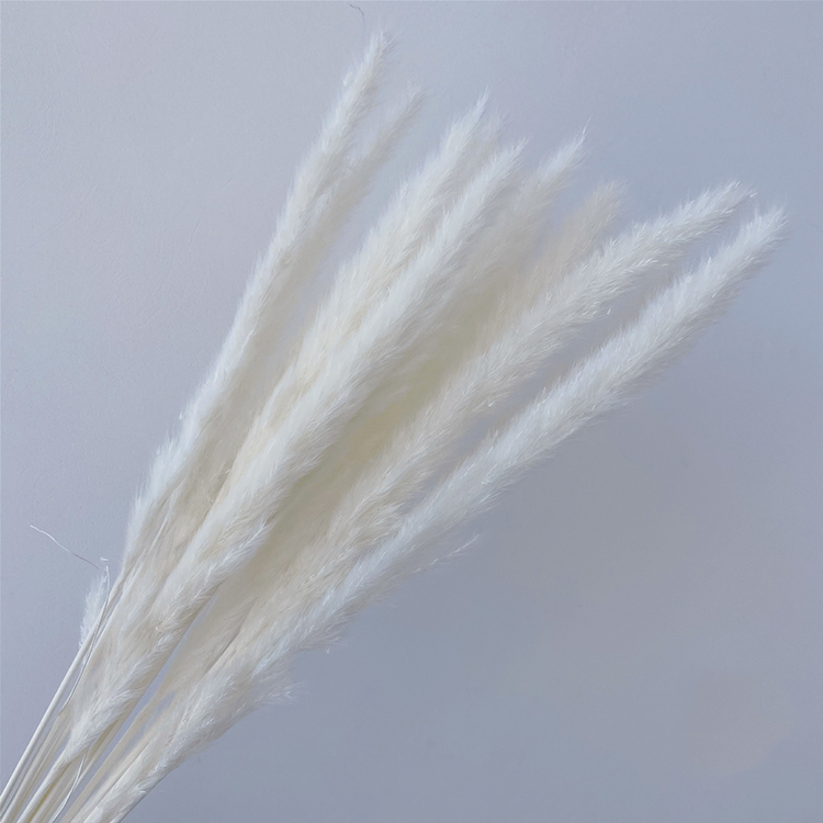 Bouquet d'herbe de la pampa 7