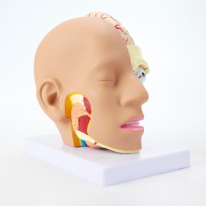 Anatomisches Modell des menschlichen Kopfes Abnehmbares Gehirn modell 4 Teile Lehrmittel für Krankenhaus medizin