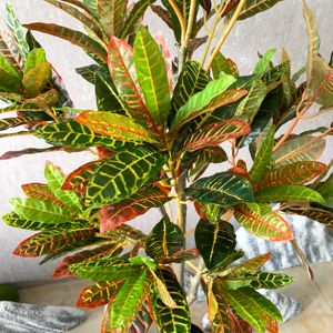 WSY140人工植物シミュレーション大きな木鉢植えフィカスツリーオフィスショップ装飾 - Product Image 2