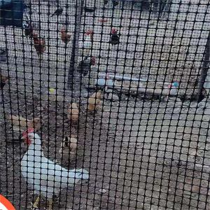 Lưới Sinh Sản Gà Và Ngỗng Lưới Nhựa Và Lưới Hàng Rào Lưới Địa Kỹ Thuật Gia Cố Lưới Địa Kỹ Thuật Hai Trục - Product Image 3